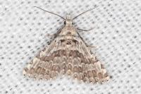 Alucita palodactyla