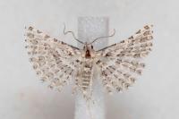 Alucita palodactyla