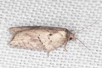 Acleris hastiana