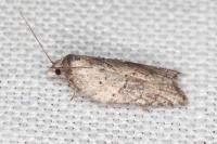 Acleris hastiana