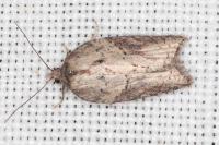 Acleris hastiana