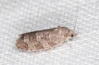 Cnephasia ecullyana