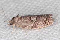 Cnephasia ecullyana