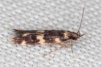 Oegoconia quadripuncta