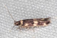 Oegoconia quadripuncta