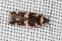 Oegoconia quadripuncta