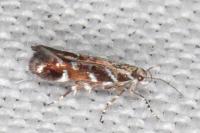 Vulcaniella grabowiella