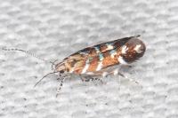 Vulcaniella grabowiella