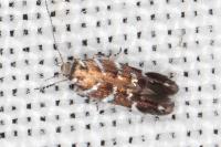 Vulcaniella grabowiella
