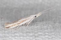 Coleophora pulchripennella