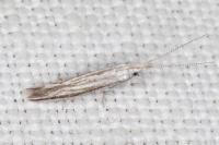 Coleophora pulchripennella