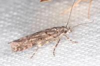 Teleiopsis diffinis