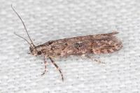 Teleiopsis diffinis