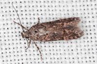 Teleiopsis diffinis