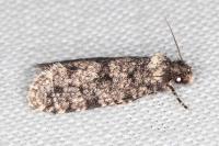 Morophaga morella