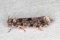 Morophaga morella