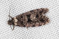 Morophaga morella