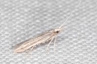 Coleophora calycotomella