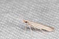 Coleophora calycotomella