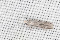 Coleophora calycotomella