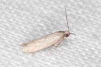 Dysspastus fallax