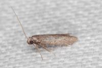 Dysspastus fallax