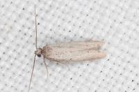 Dysspastus fallax