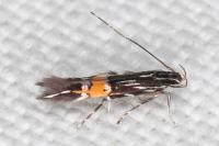 Cosmopterix crassicervicella