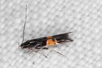 Cosmopterix crassicervicella