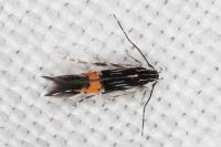 Cosmopterix crassicervicella