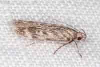 Gelechia turpella