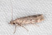 Gelechia turpella
