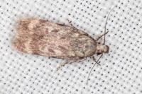 Gelechia turpella