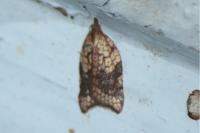 Acleris rhombana