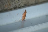 Acleris rhombana