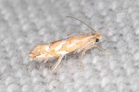 Phyllonorycter cerasicolella