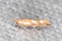 Phyllonorycter cerasicolella