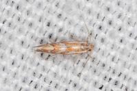 Phyllonorycter cerasicolella