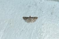 Alucita hexadactyla