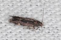 Aproaerema anthyllidella