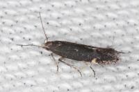 Aproaerema anthyllidella