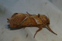 Triodia sylvina