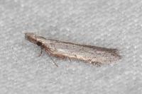 Anarsia leberonella