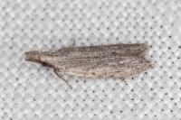 Anarsia leberonella