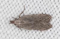 Anarsia leberonella