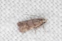Symmoca orphnella