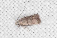 Symmoca orphnella