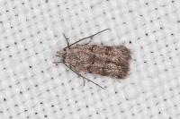 Symmoca orphnella