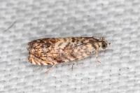 Pammene gallicolana