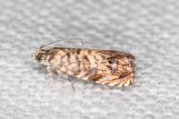Pammene gallicolana